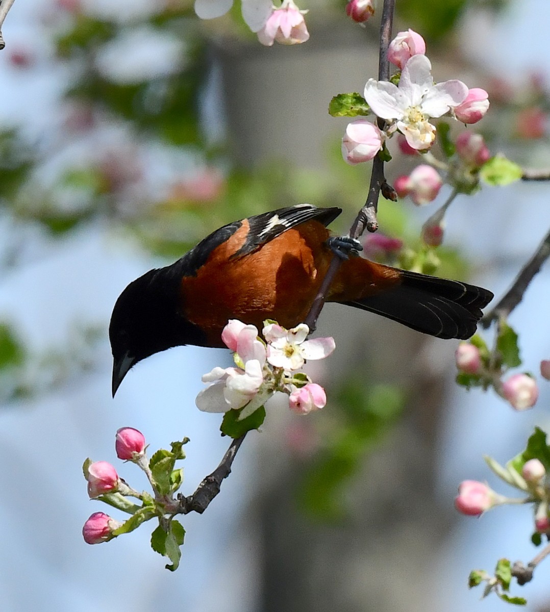 Orchard Oriole - ML618978411