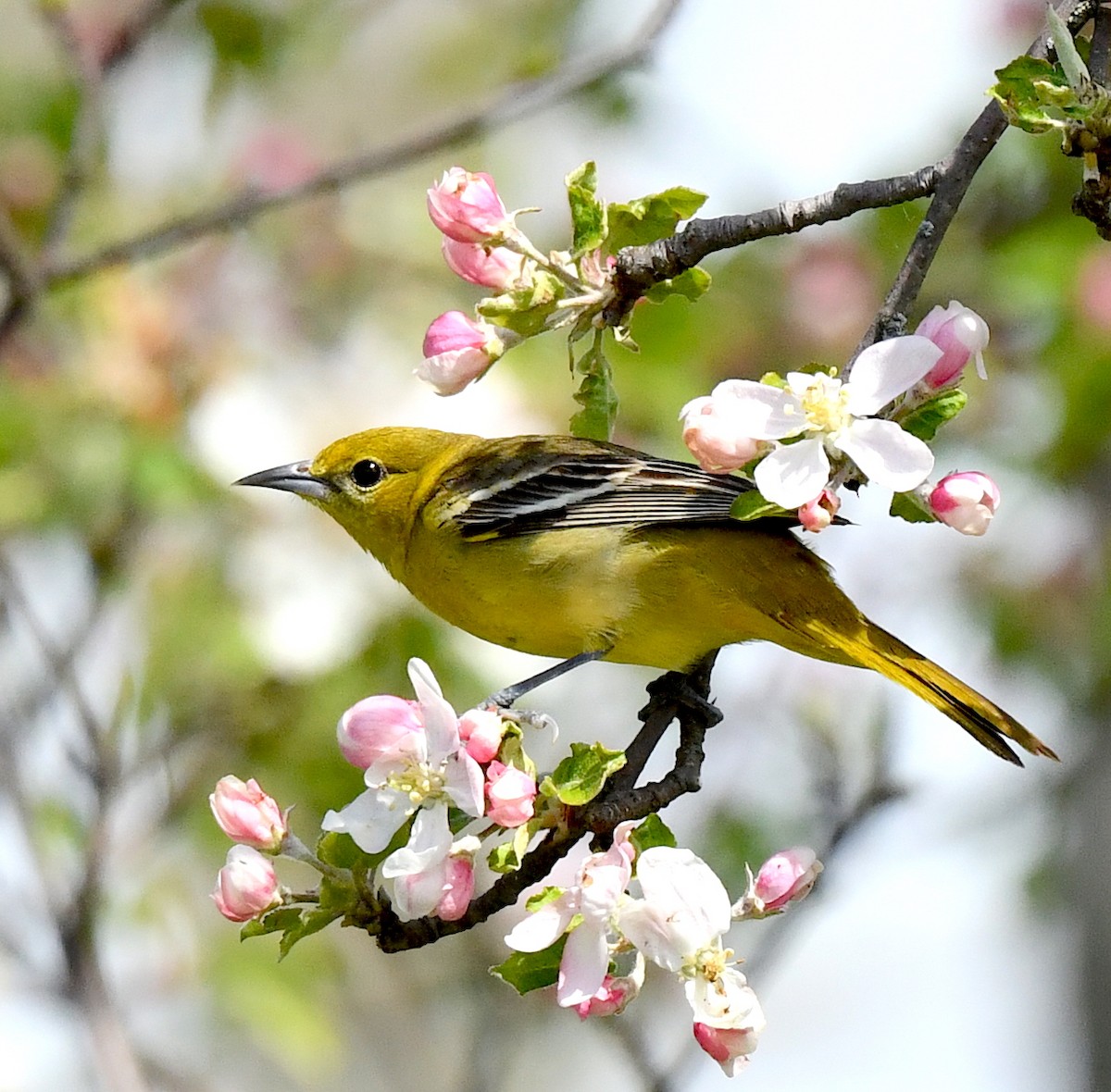 Orchard Oriole - ML618978419