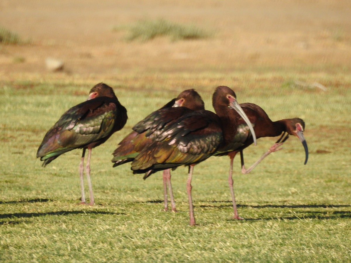 ibis americký - ML618978422