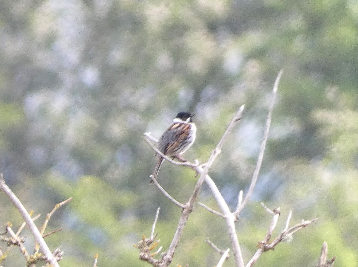 Reed Bunting - Mike Tuer