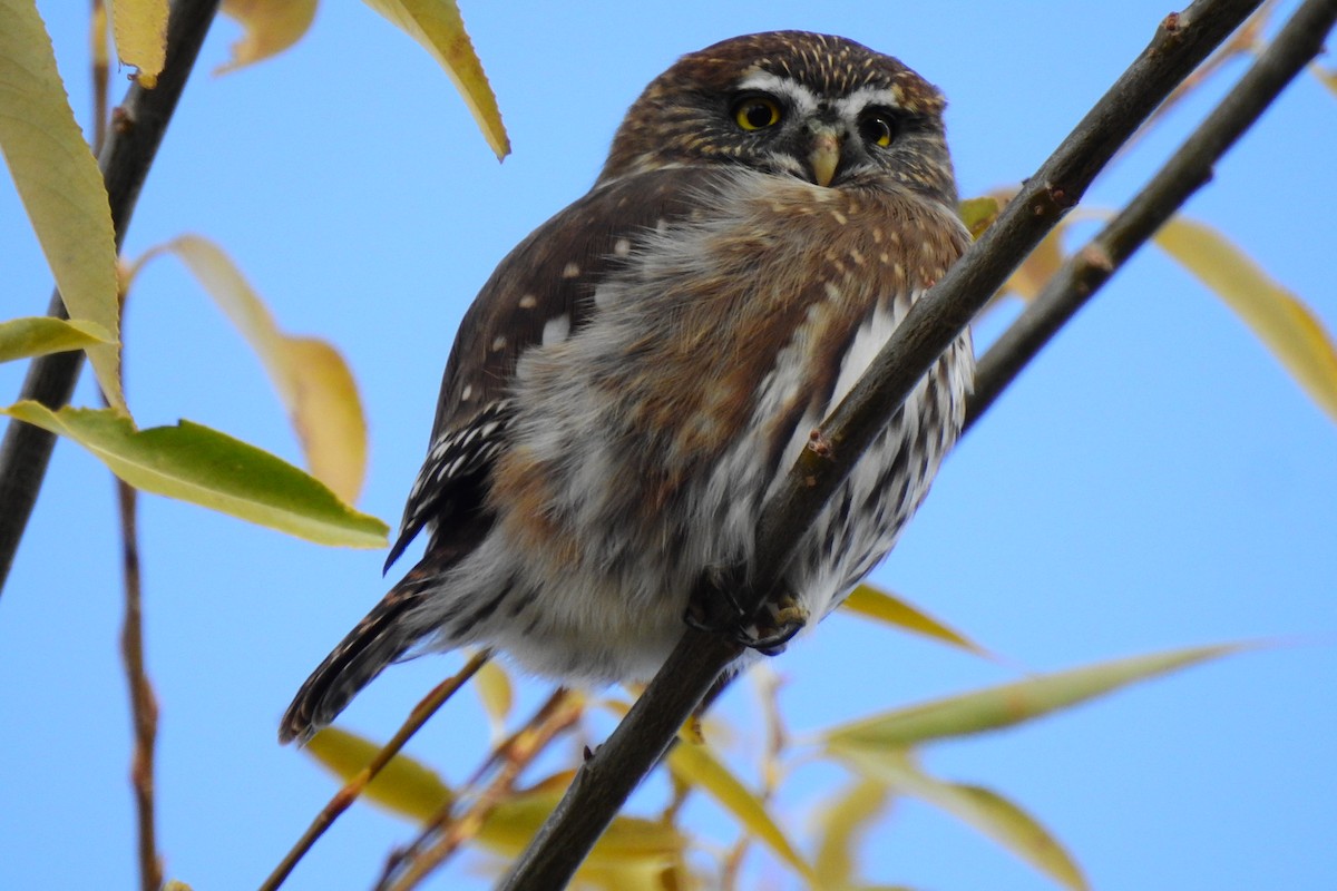 Austral Pygmy-Owl - ML618978462