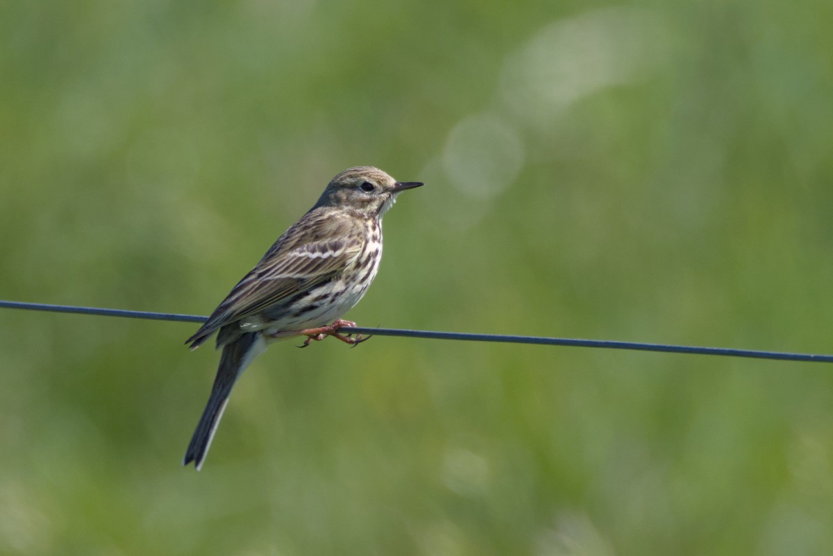 Meadow Pipit - ML618978474