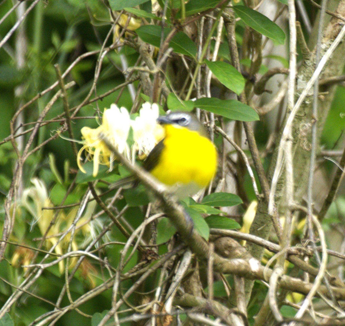 Yellow-breasted Chat - Doyle Wilson