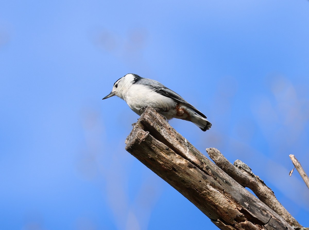 White-breasted Nuthatch - Marie Provost