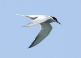 Common Tern - ML618978519