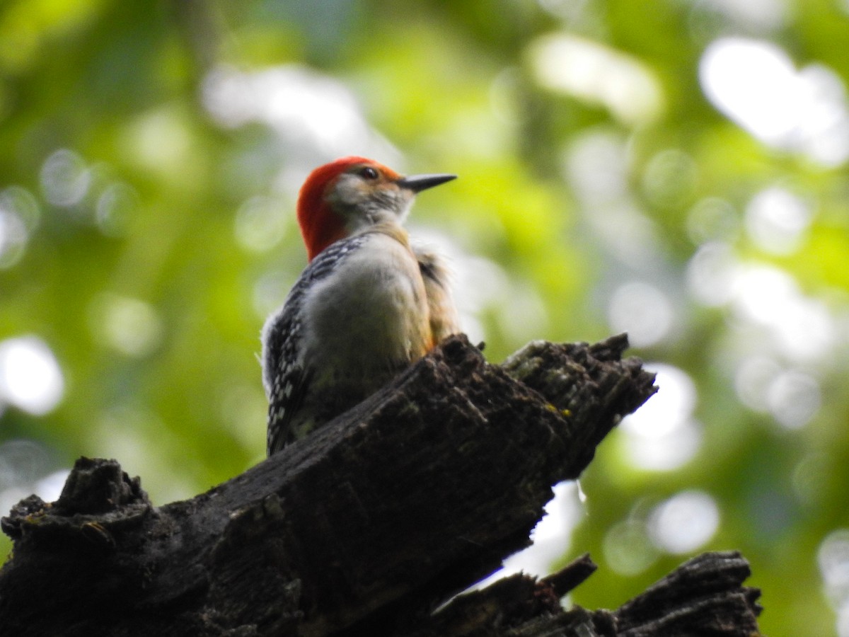 Red-bellied Woodpecker - Danielle Bedics-Arizala