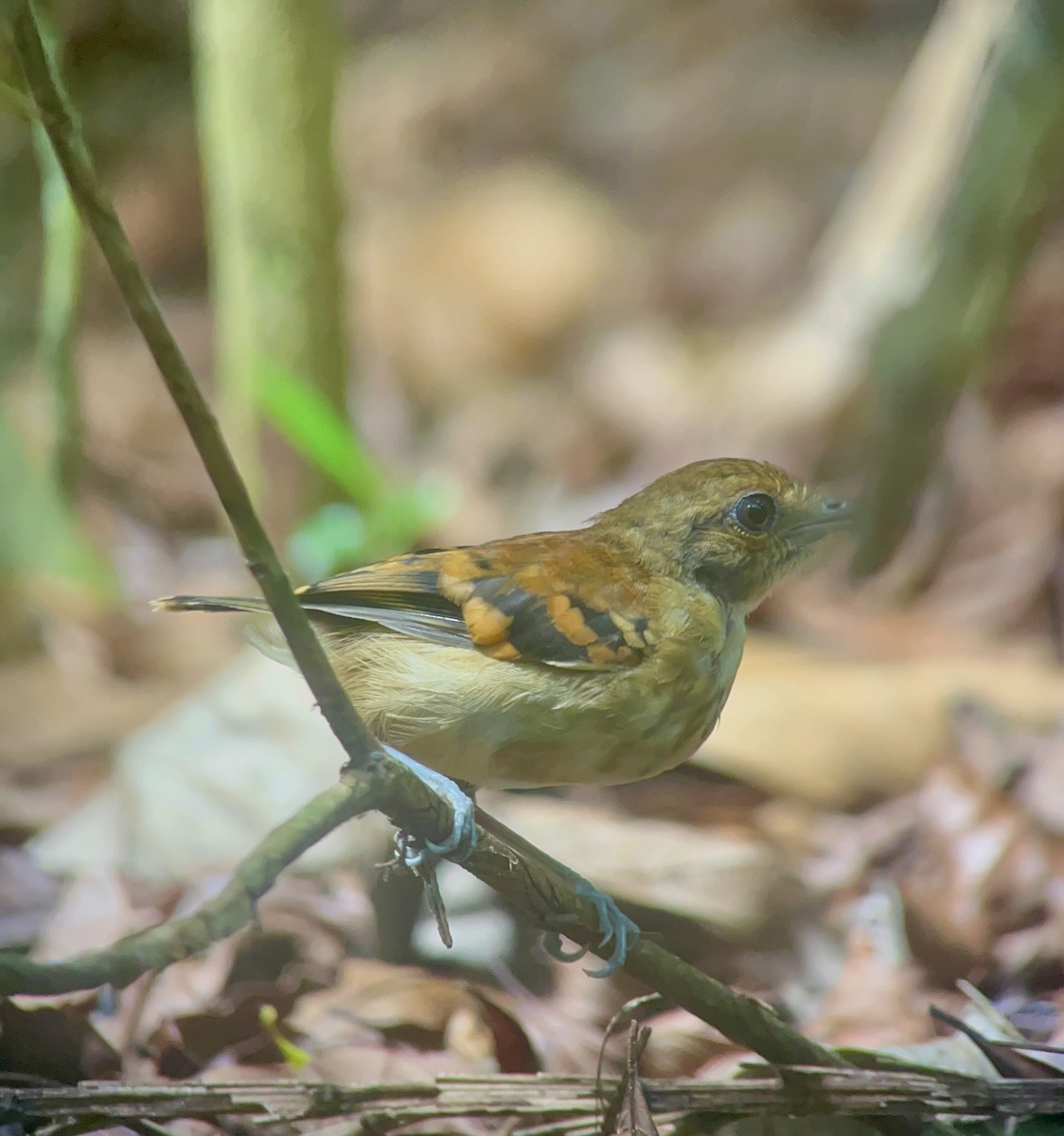 Spotted Antbird - ML618978528