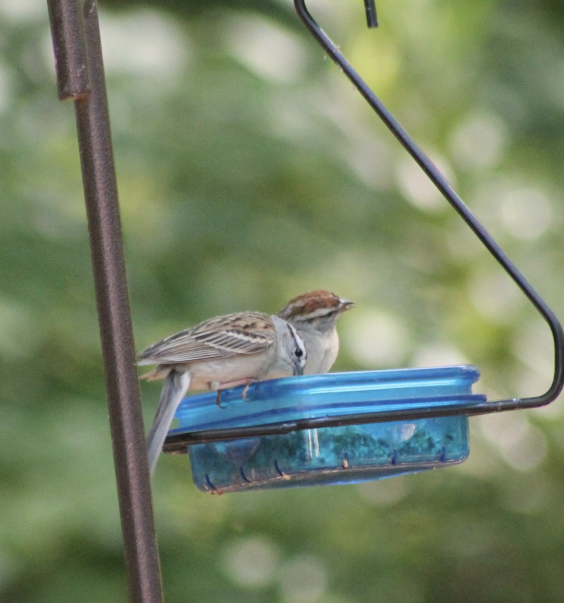 Chipping Sparrow - ML618978529