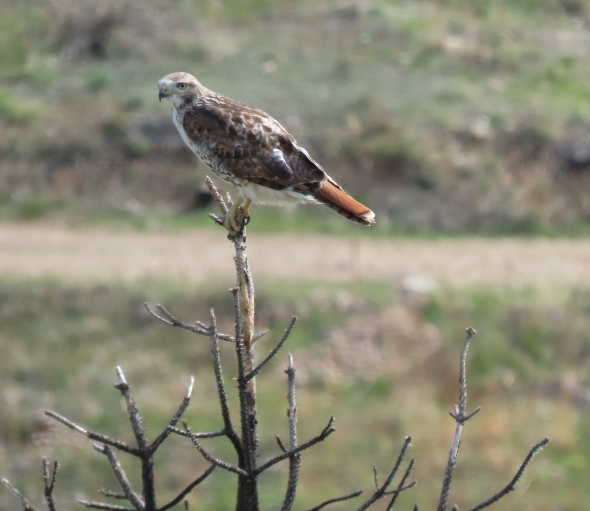 Red-tailed Hawk - peter weber