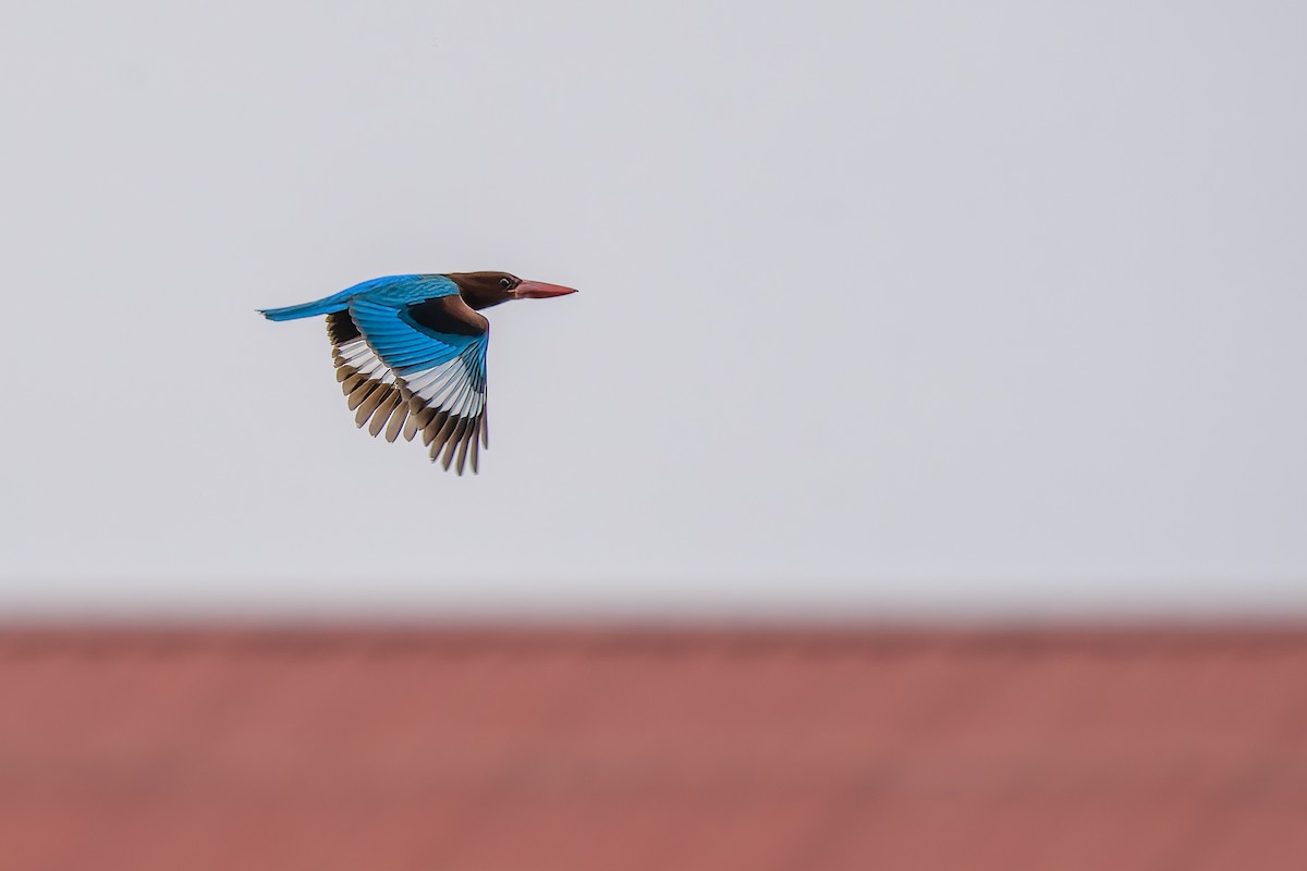White-throated Kingfisher - Rahul Baidya