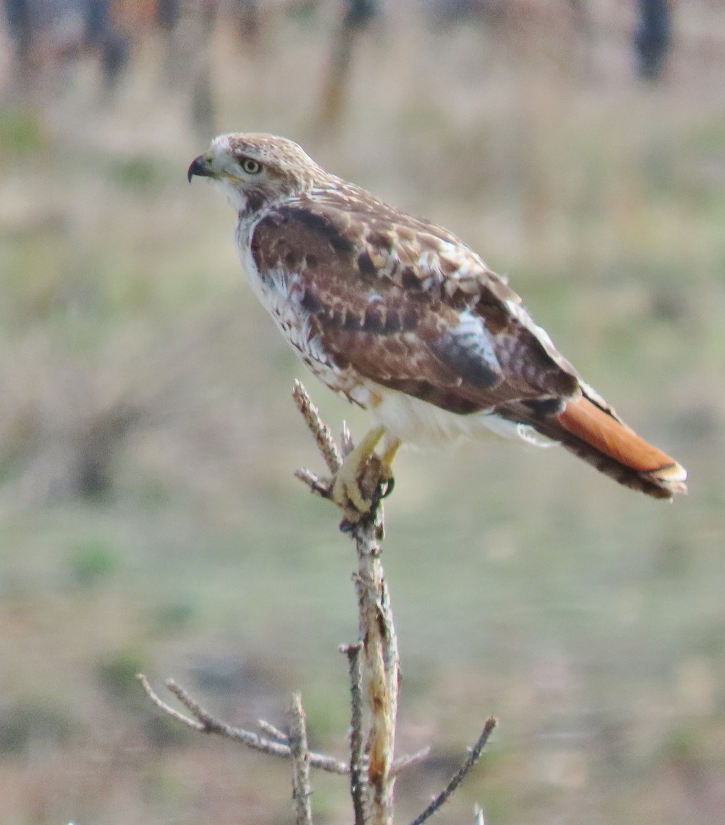 Red-tailed Hawk - peter weber
