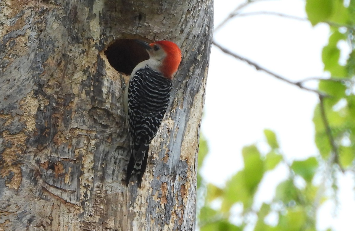 Red-bellied Woodpecker - Annette Daughdrill