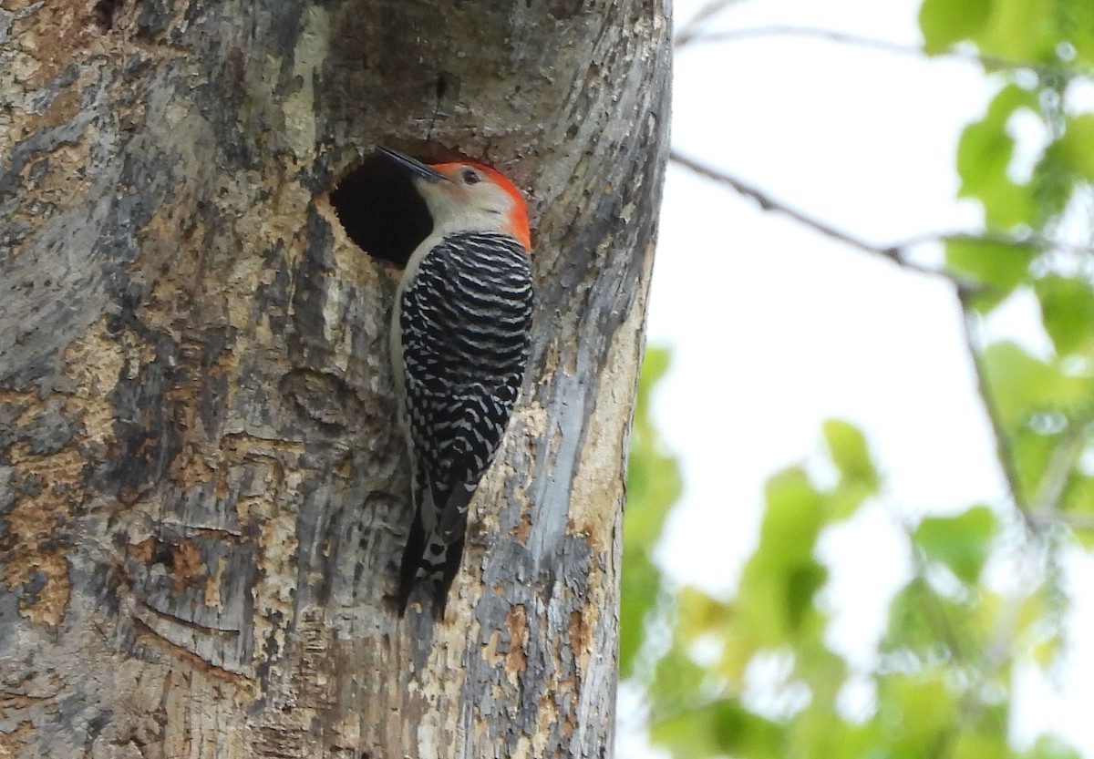Red-bellied Woodpecker - Annette Daughdrill