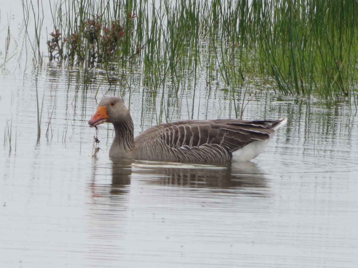 Graylag Goose - Mike Tuer
