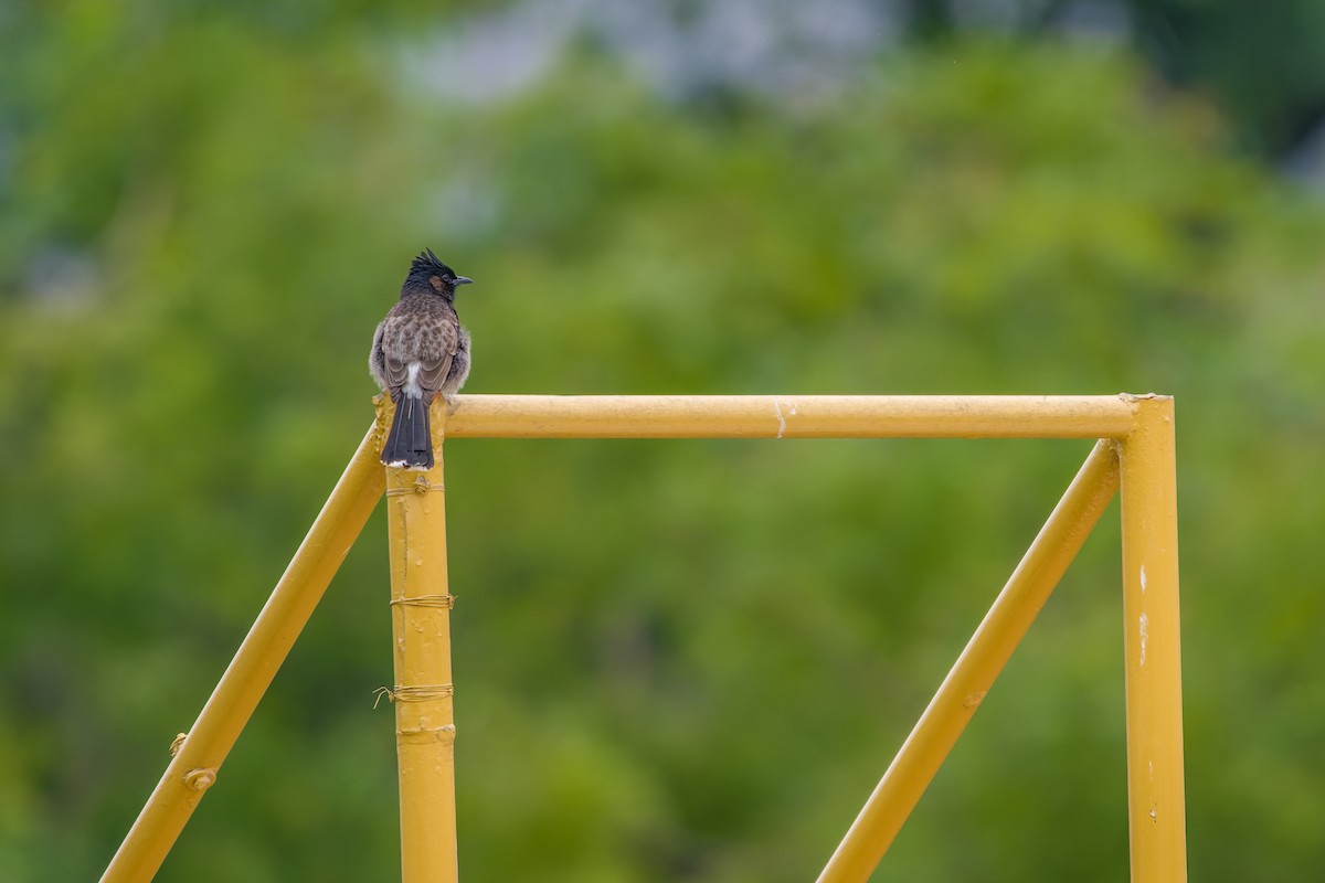 Red-vented Bulbul - ML618978585