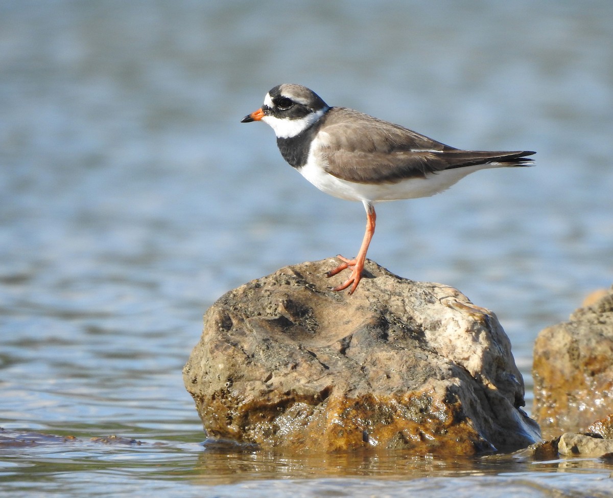 Common Ringed Plover - ML618978613