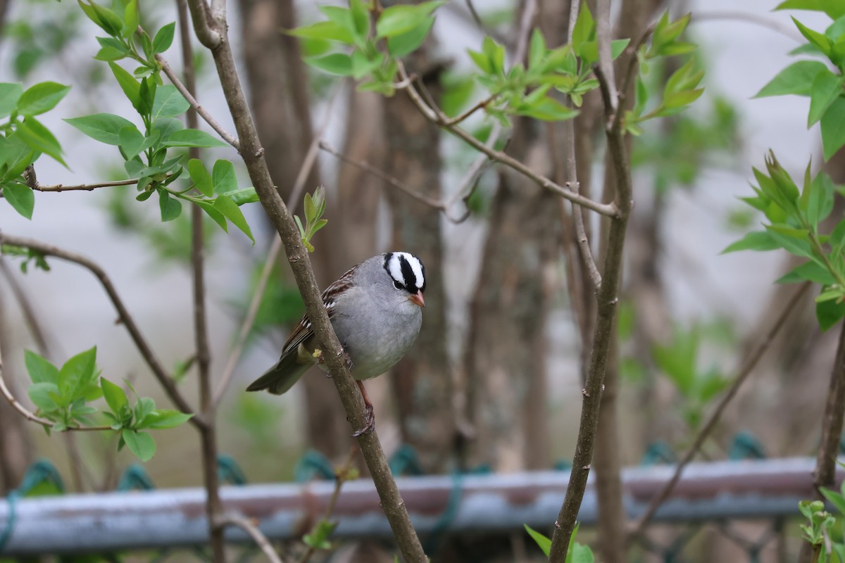 White-crowned Sparrow - ML618978647