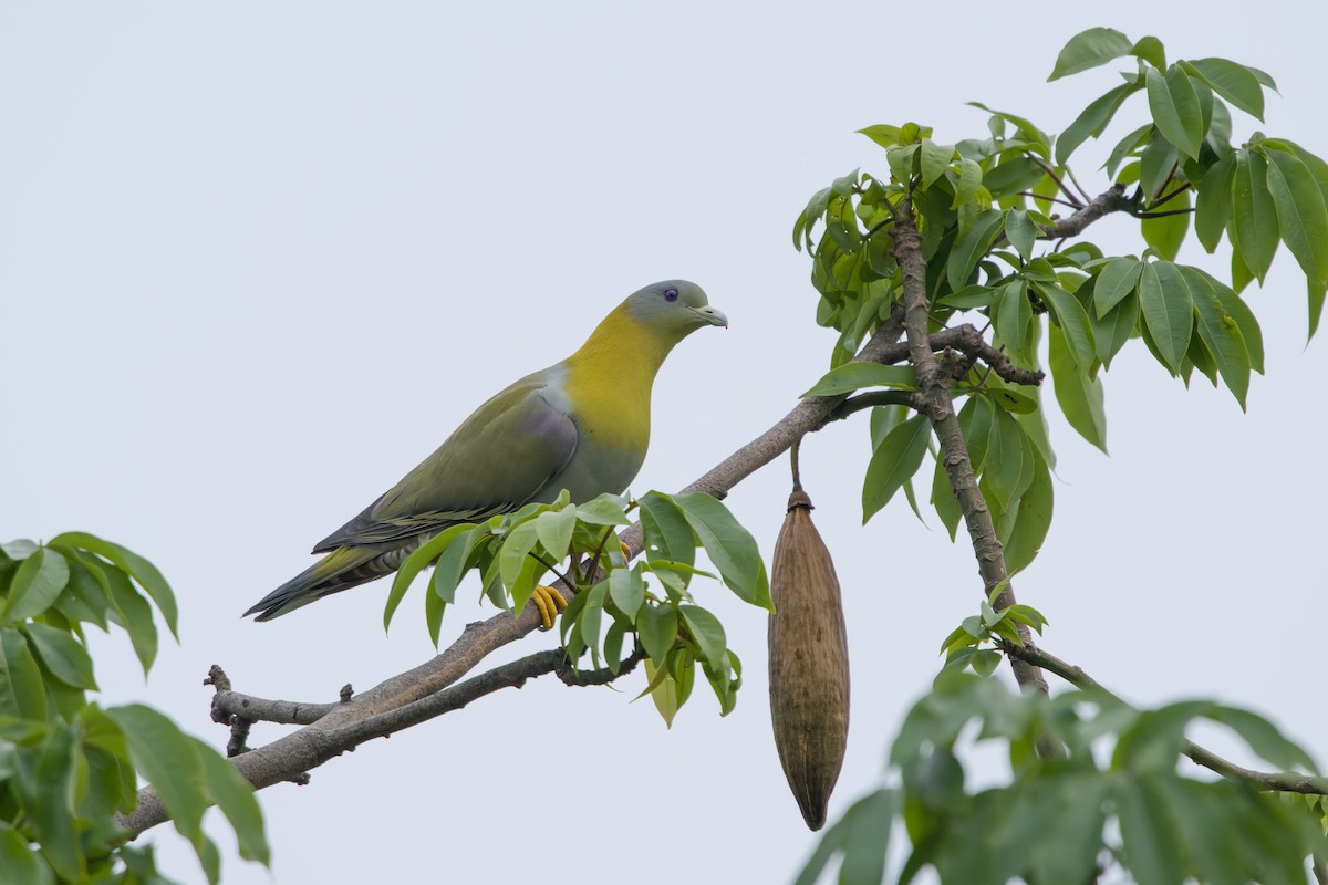 Yellow-footed Green-Pigeon - ML618978660
