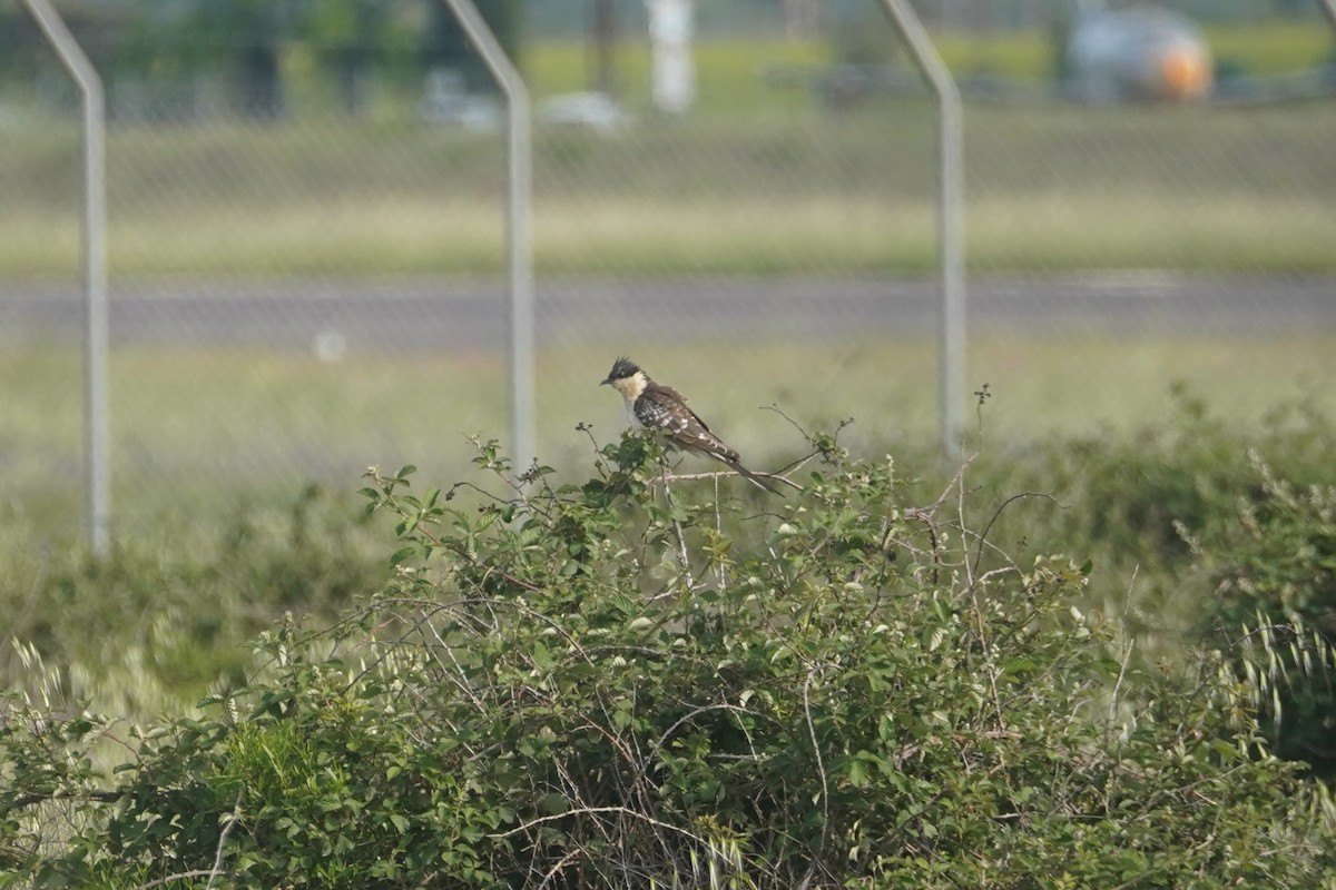 Great Spotted Cuckoo - ML618978711
