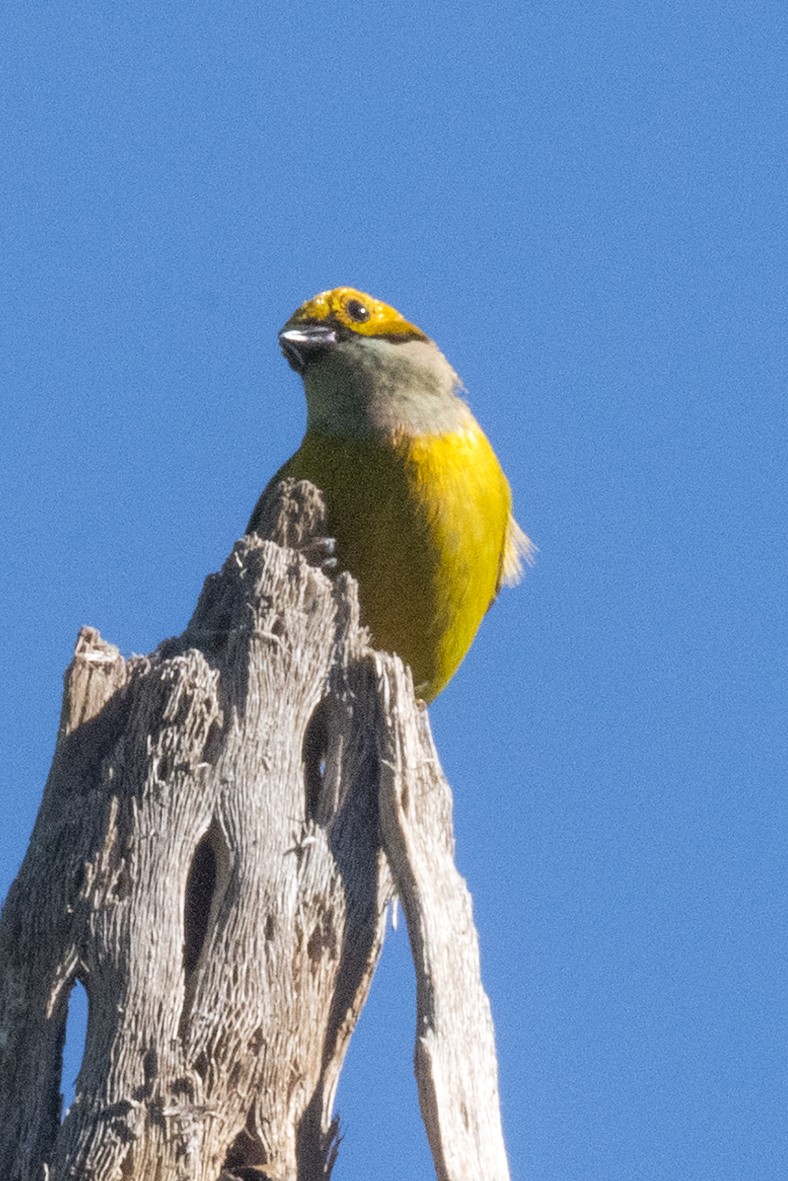 Silver-throated Tanager - ML618978721