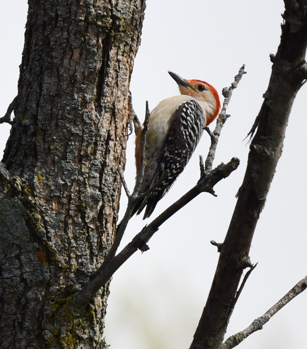 Red-bellied Woodpecker - ML618978726