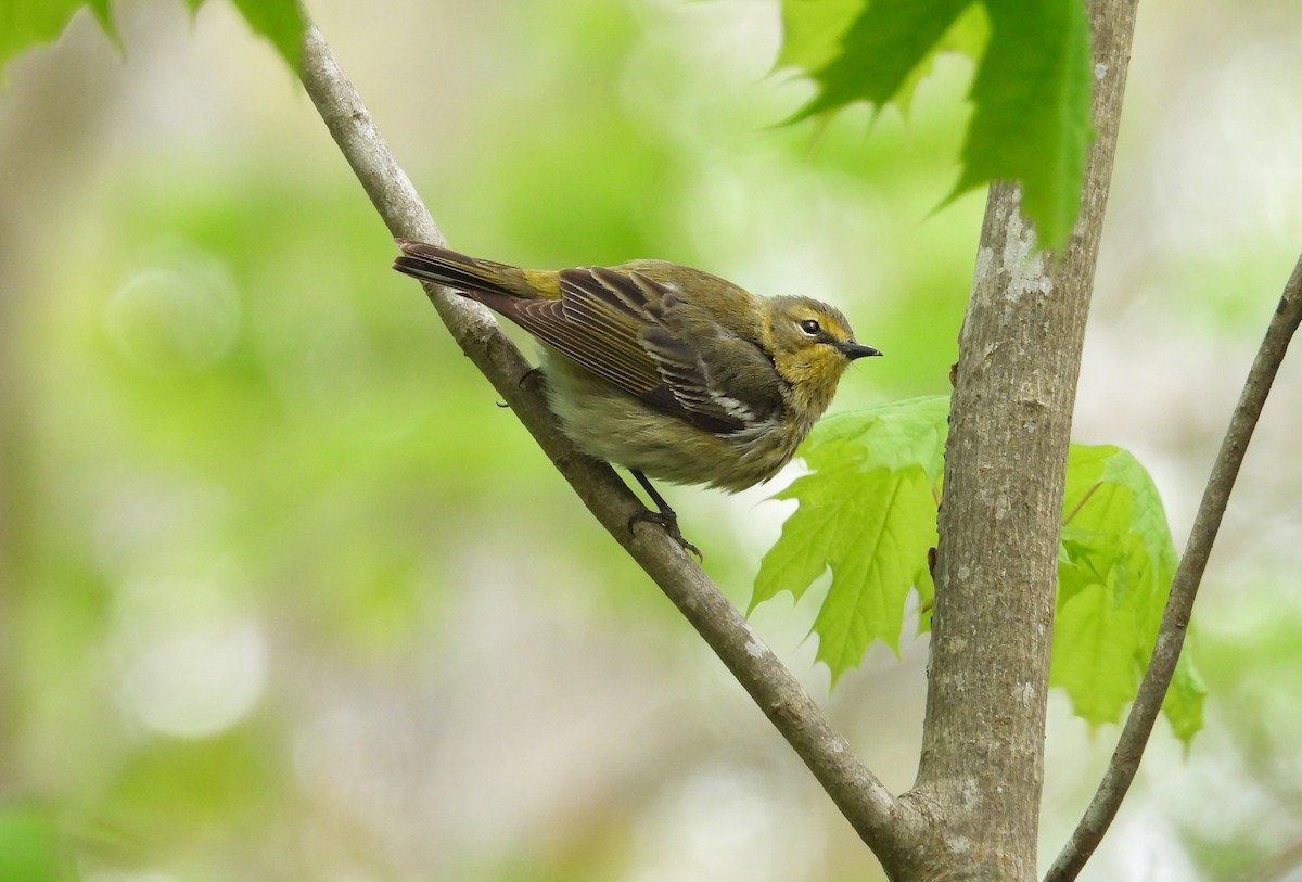 Cape May Warbler - ML618978731