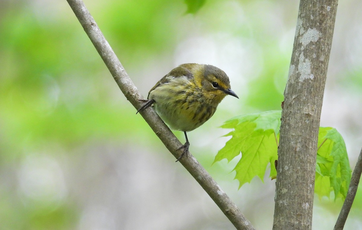 Cape May Warbler - ML618978734