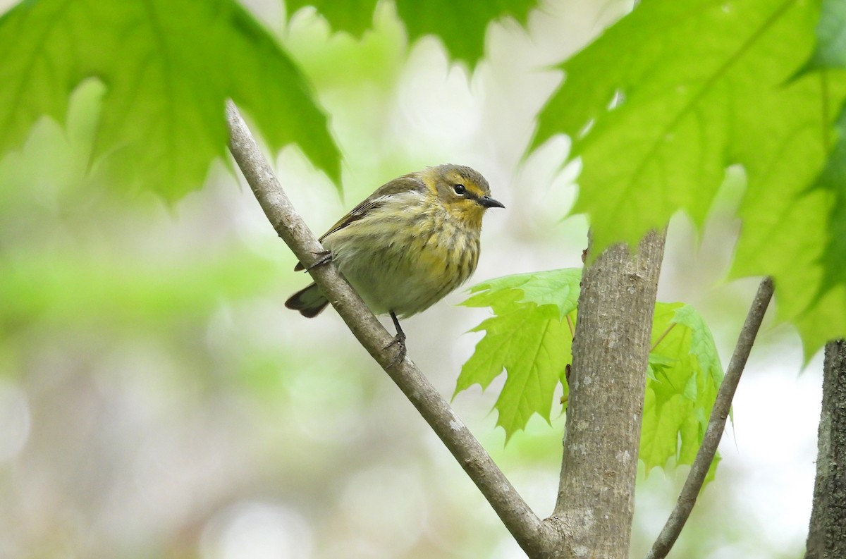 Cape May Warbler - ML618978736