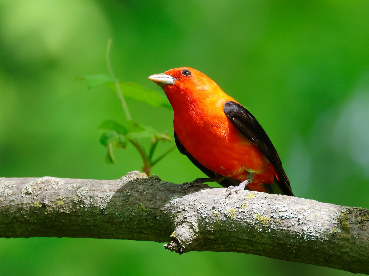 Scarlet Tanager - Randall Everts