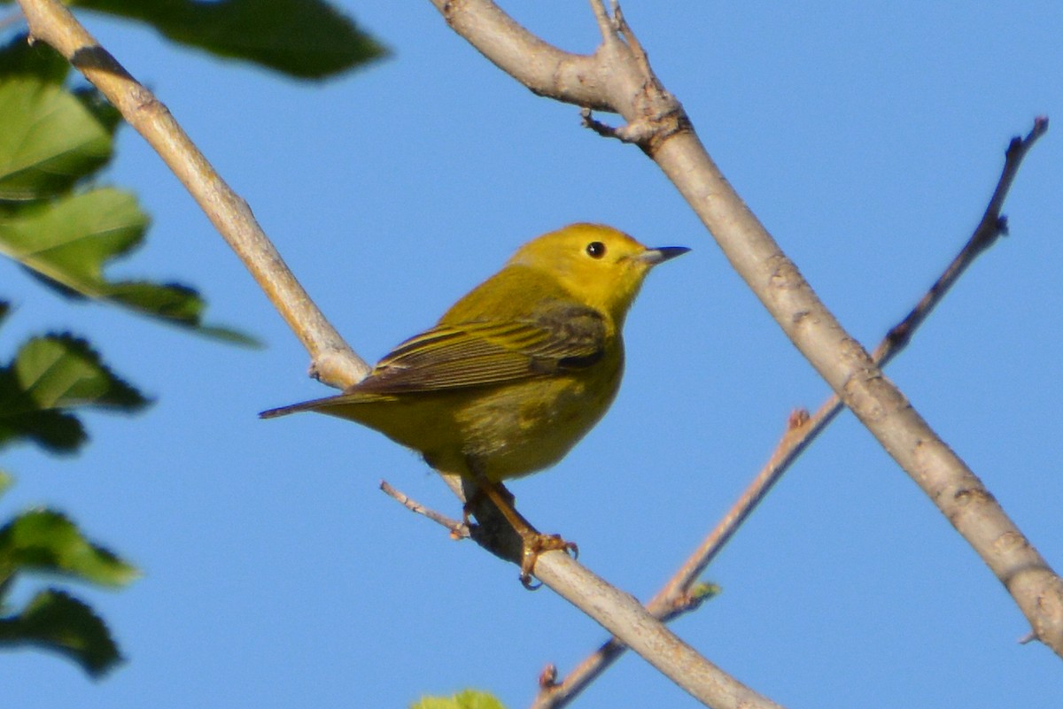 Yellow Warbler - Barbara A. Peterson