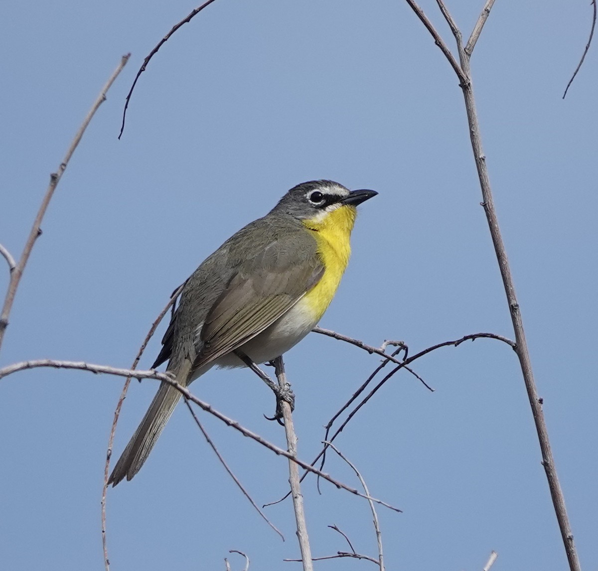 Yellow-breasted Chat - ML618978800