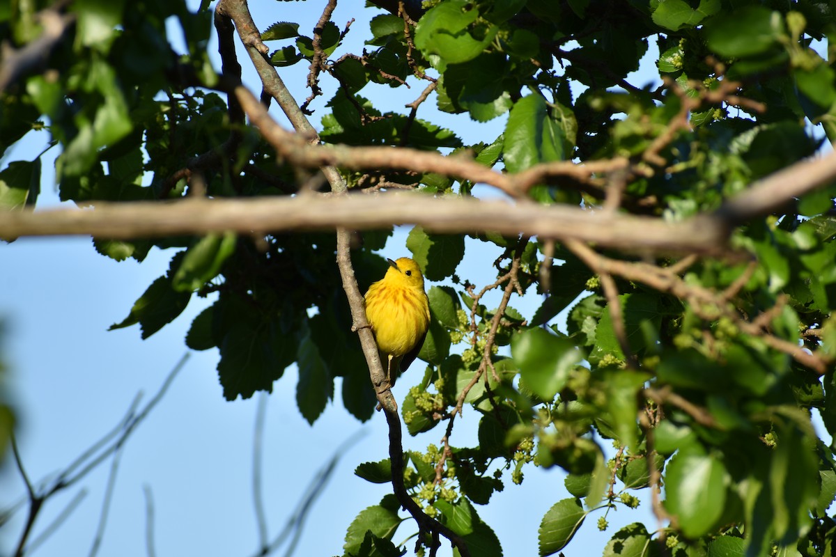 Yellow Warbler - Andrew Horton