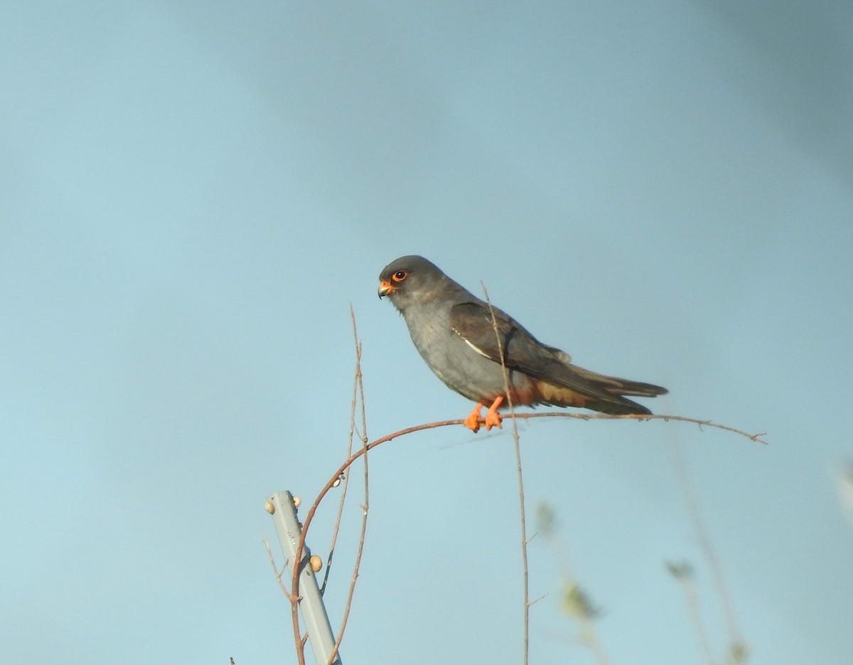 Red-footed Falcon - ML618978821