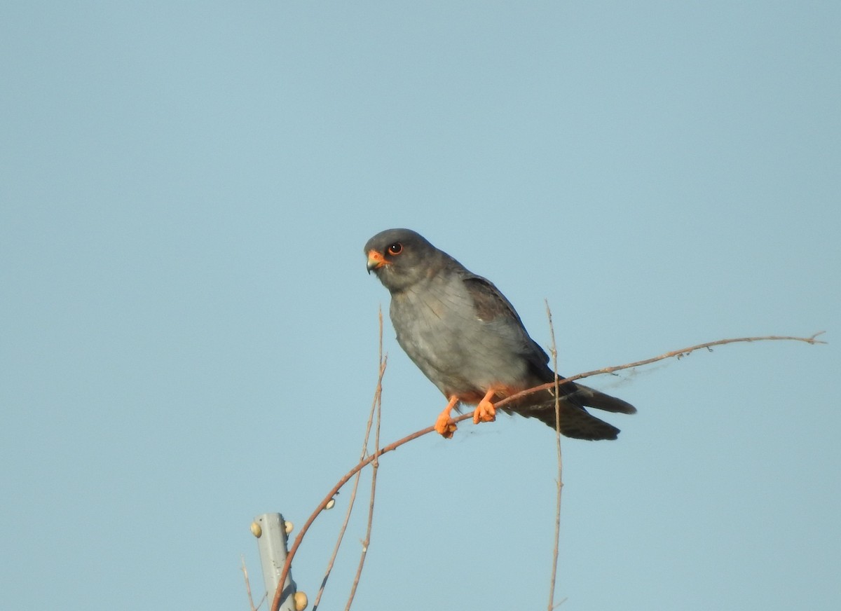 Red-footed Falcon - ML618978822
