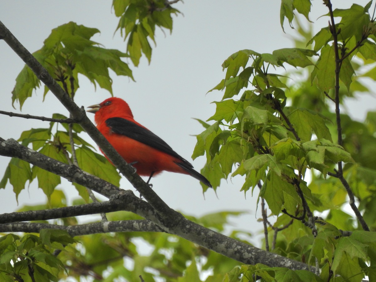 Scarlet Tanager - ML618978886