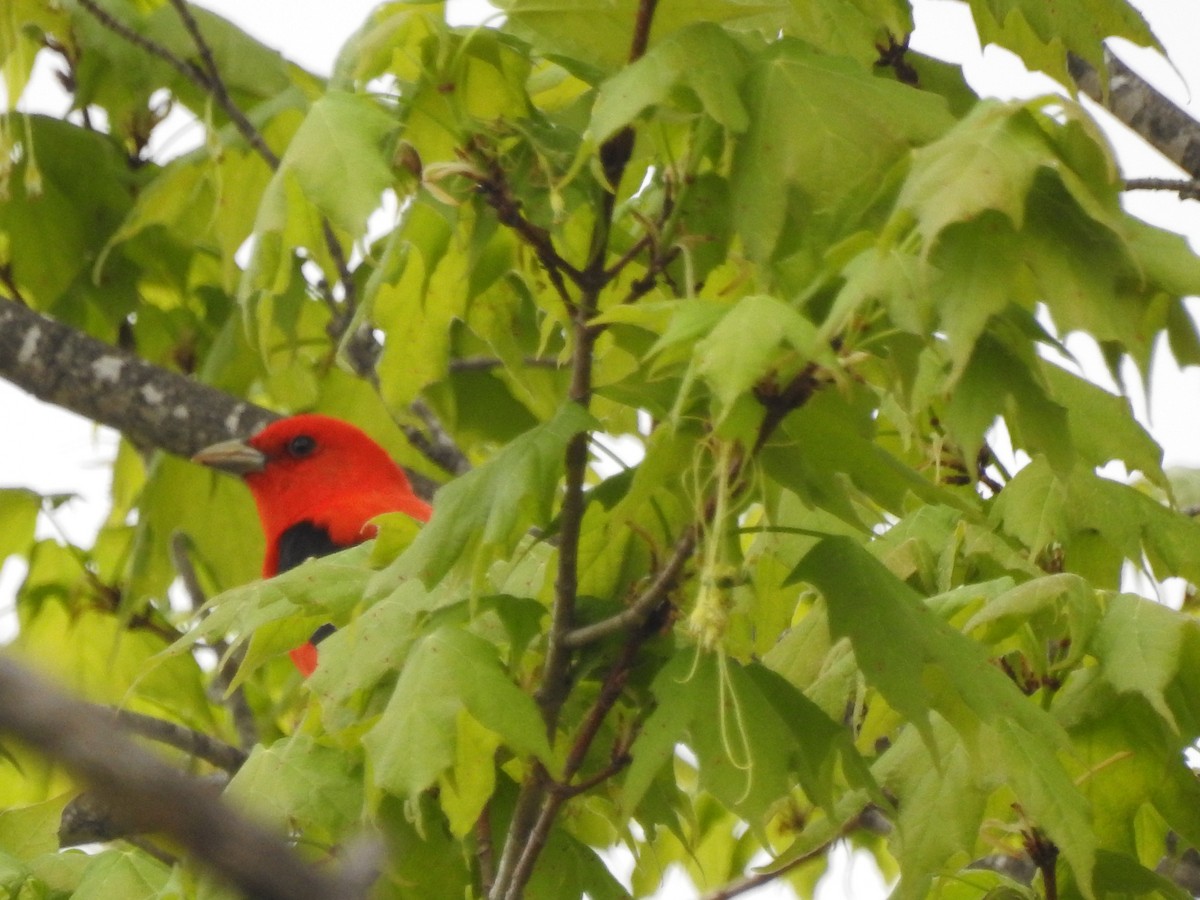 Scarlet Tanager - ML618978888