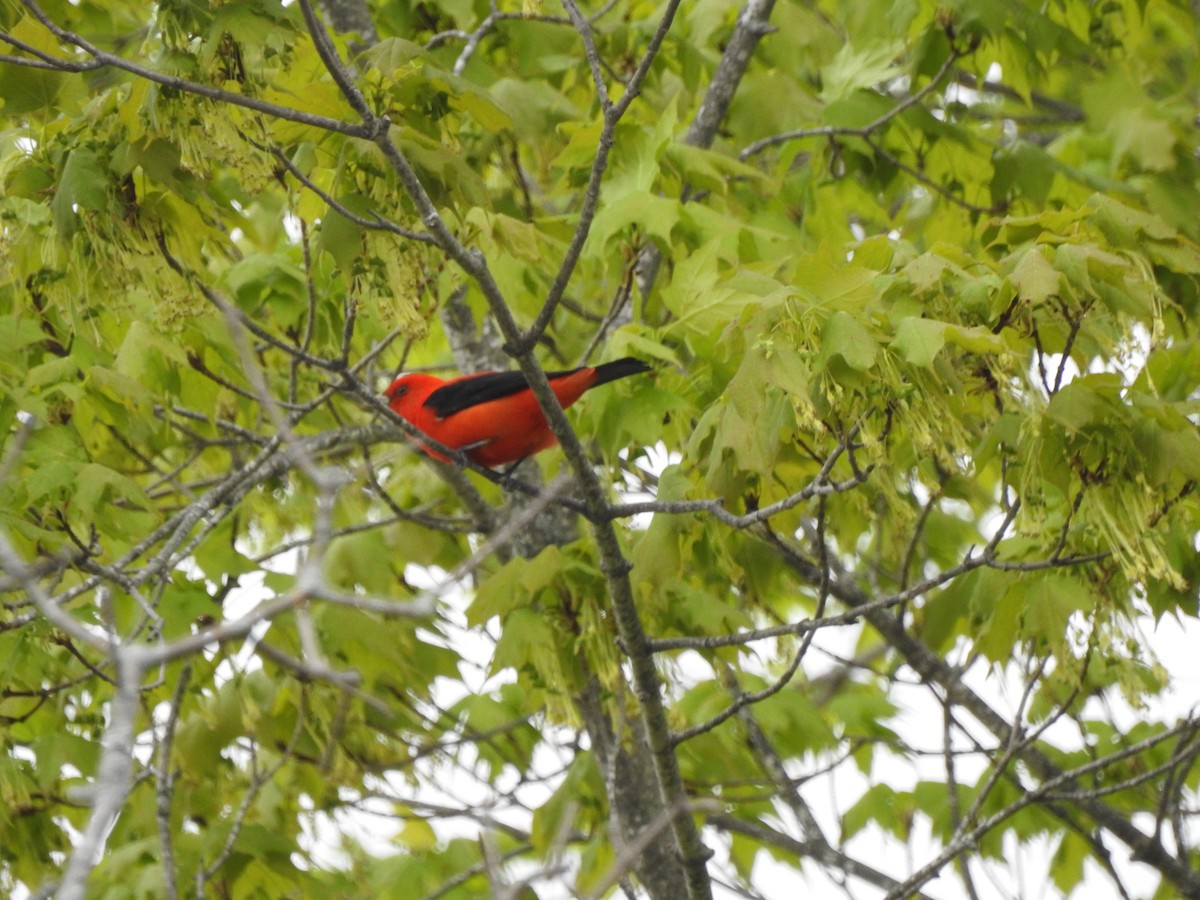 Scarlet Tanager - ML618978890