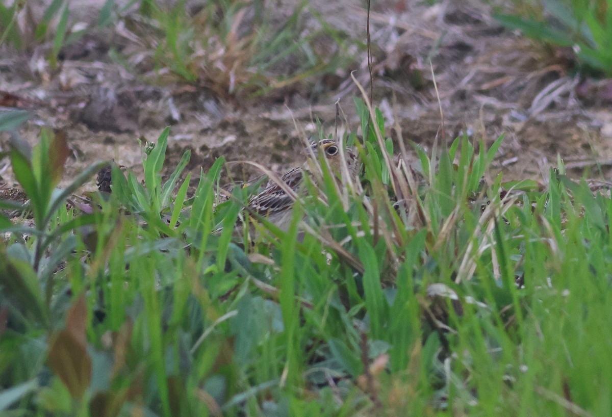 Grasshopper Sparrow - ML618978922