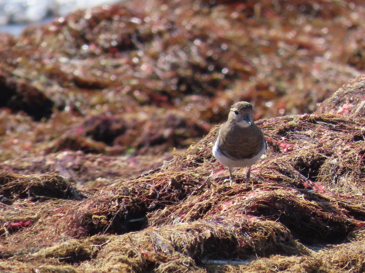 Rufous-chested Dotterel - ML618978929