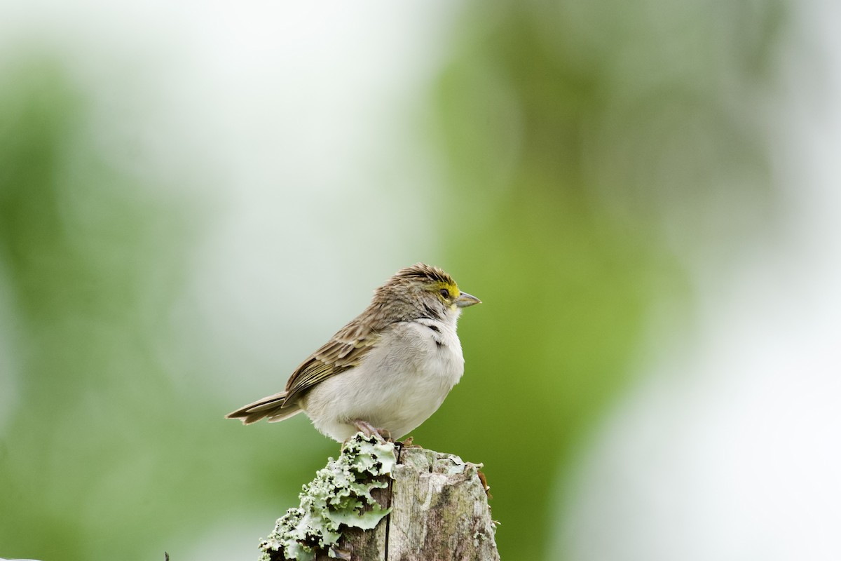 Yellow-browed Sparrow - ML618978938