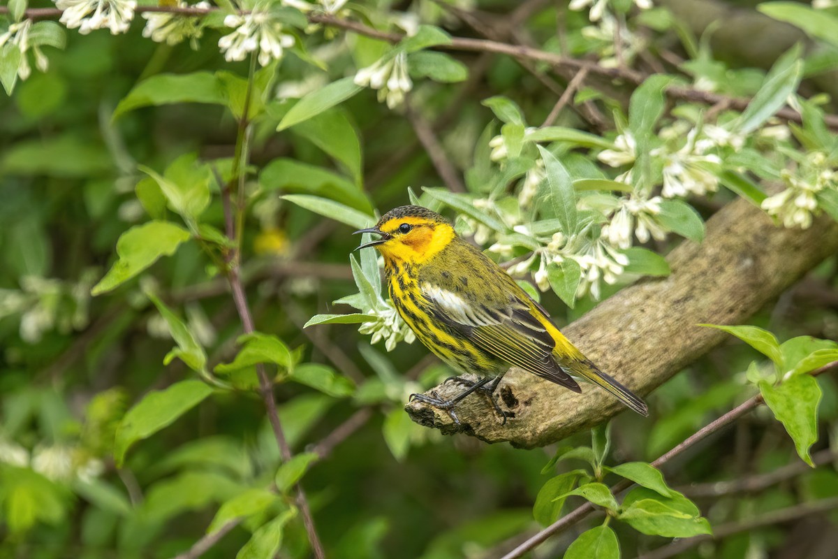 Cape May Warbler - ML618978965
