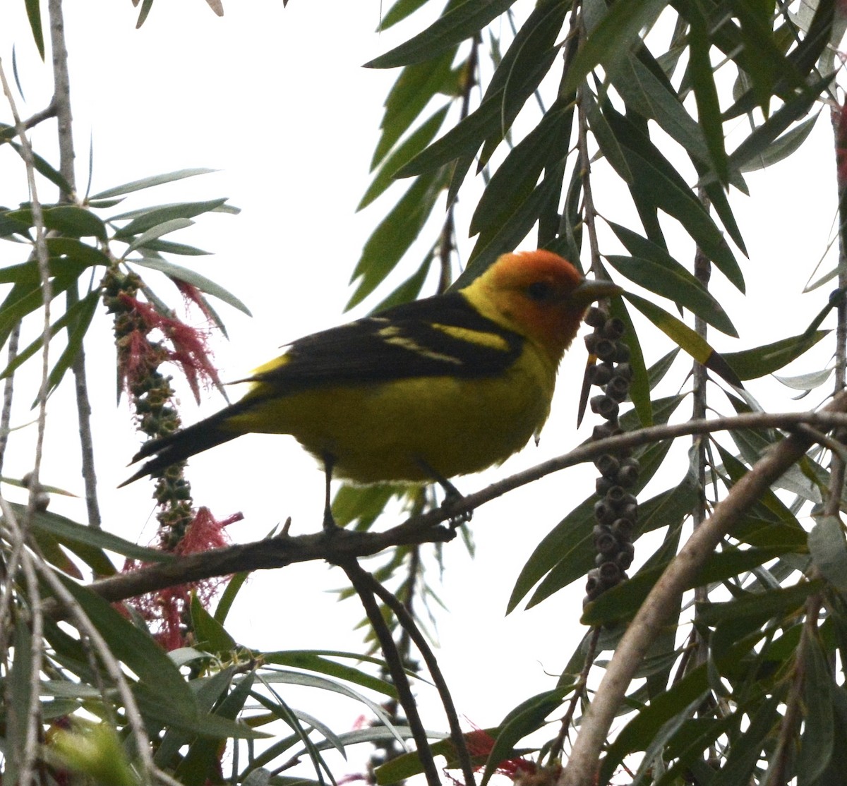 Western Tanager - ML618978974