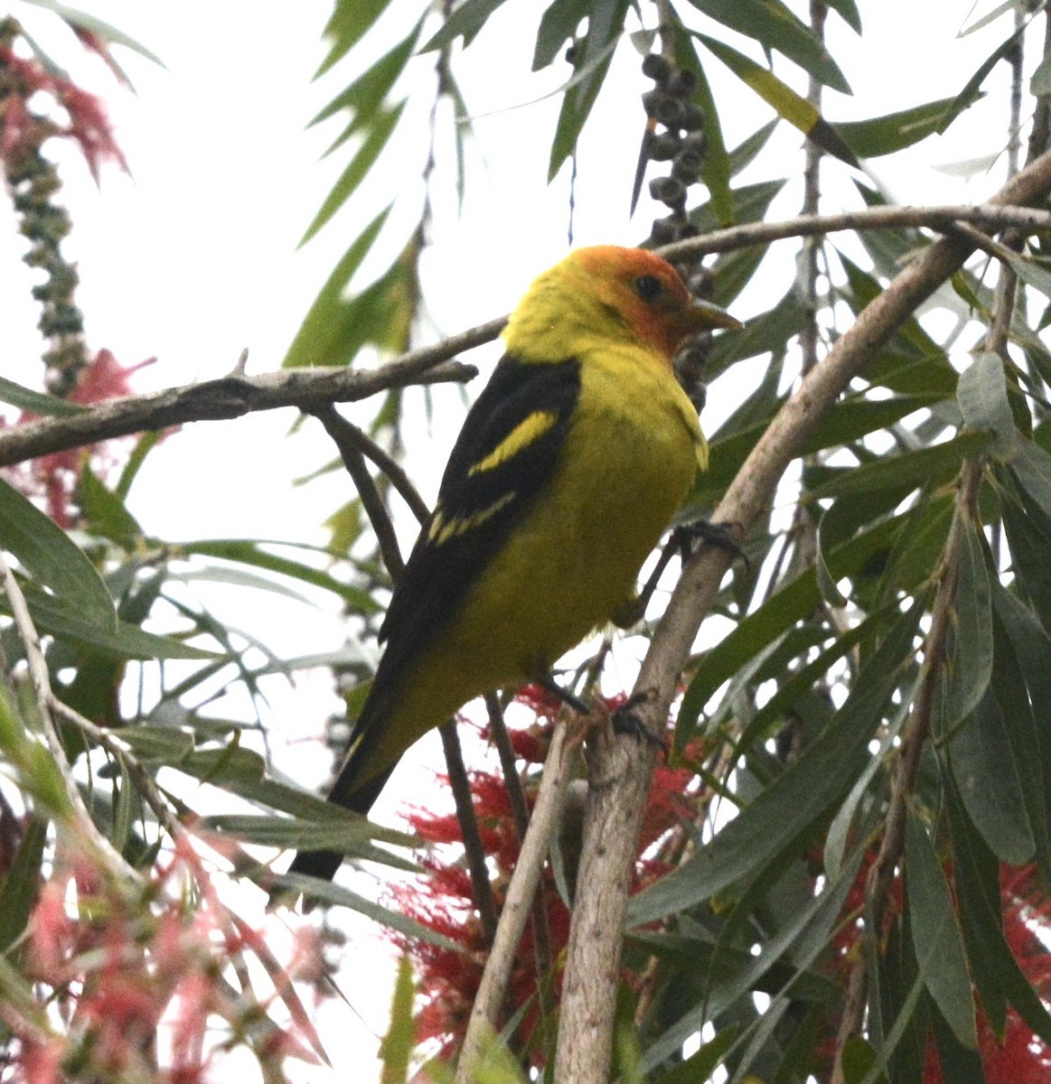 Western Tanager - ML618978975