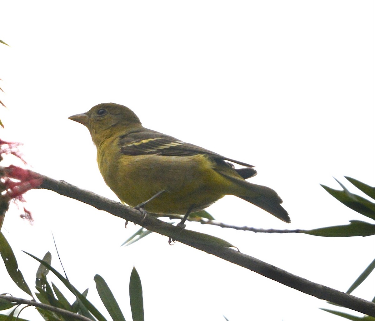 Western Tanager - ML618978976