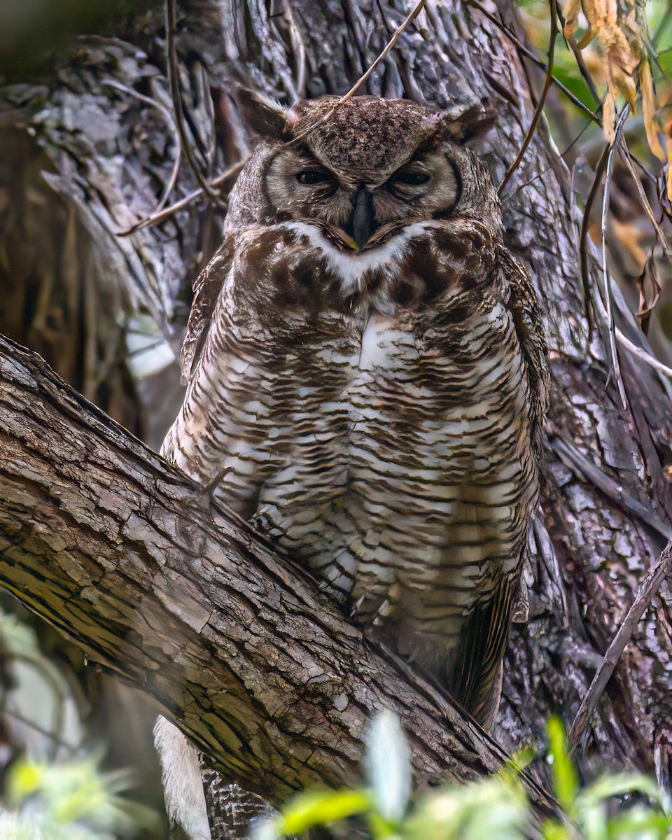 Great Horned Owl - Jhoneil Centeno