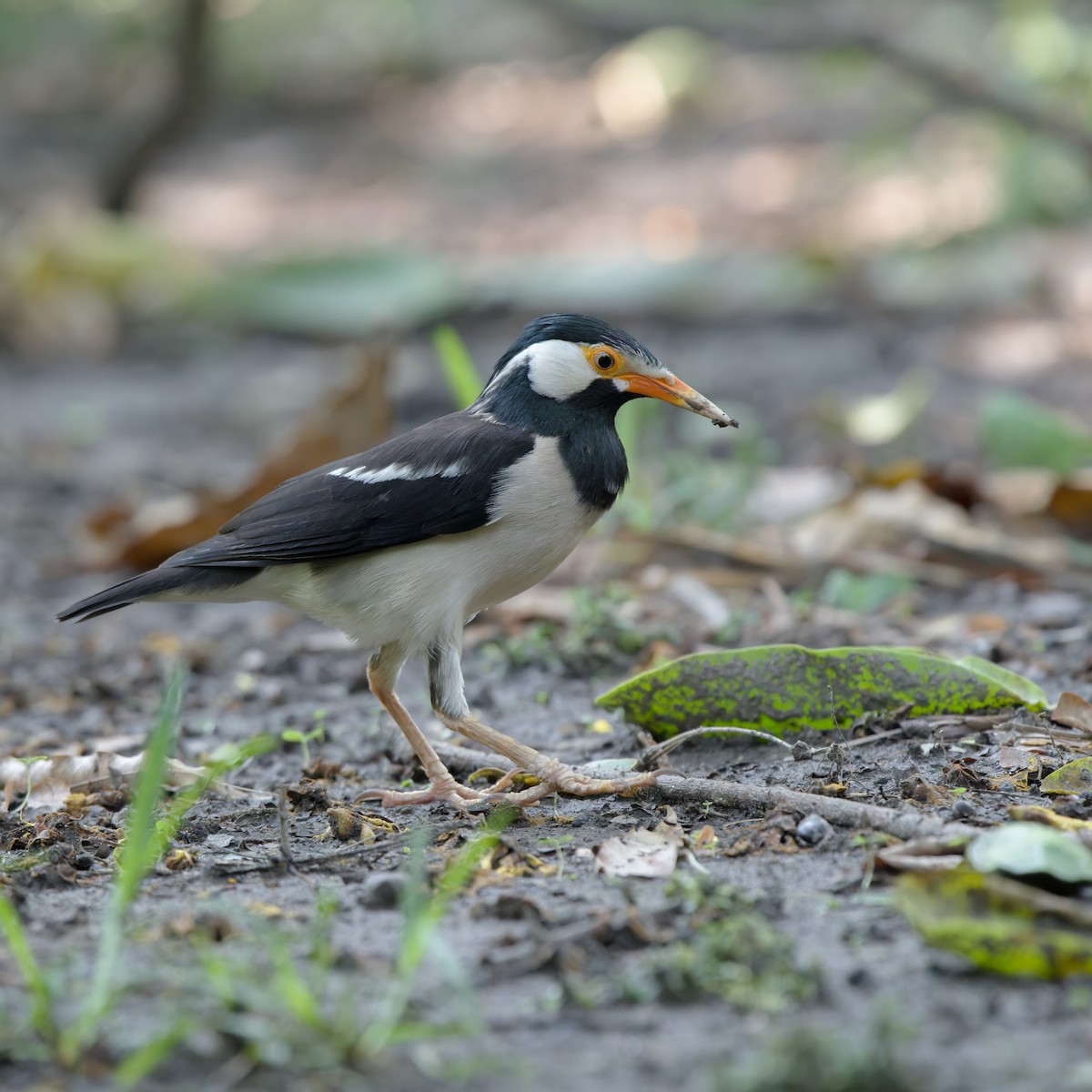Indian Pied Starling - ML618978984