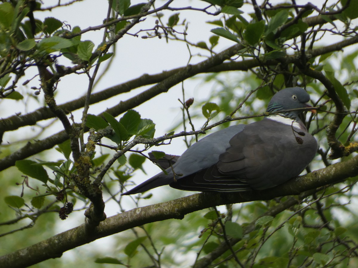 Common Wood-Pigeon - ML618978986