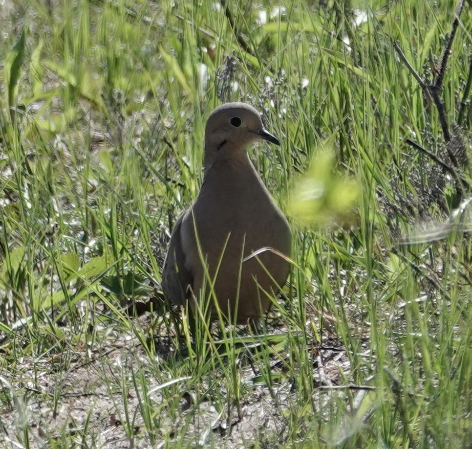 Mourning Dove - Chris Moe