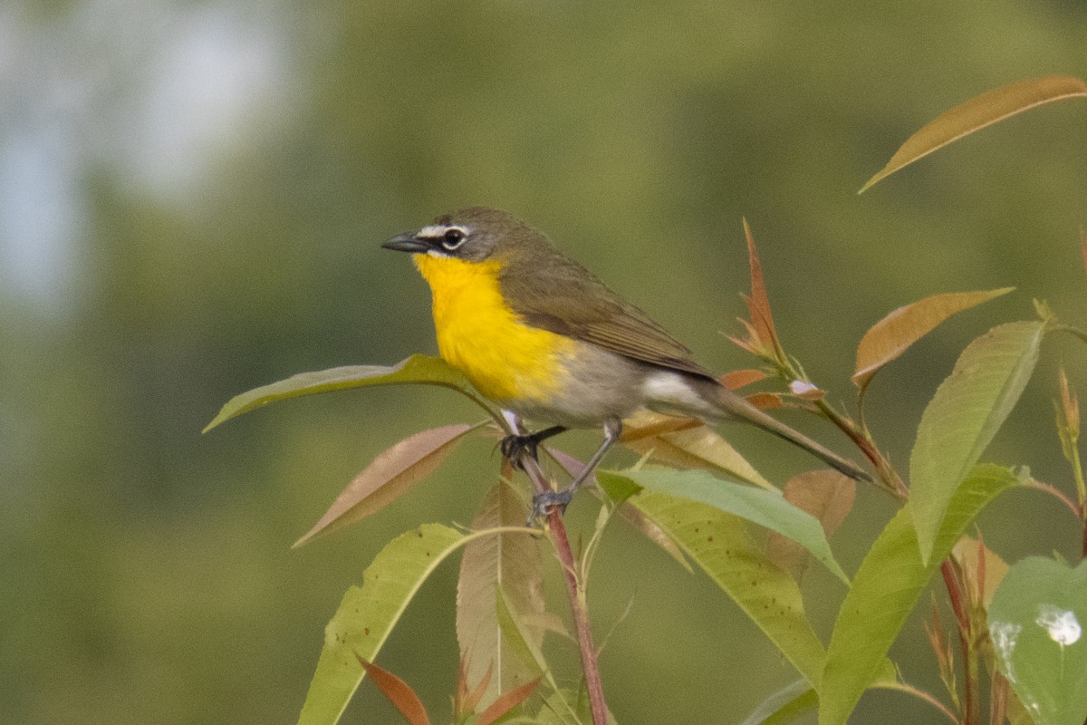 Yellow-breasted Chat - ML618979057
