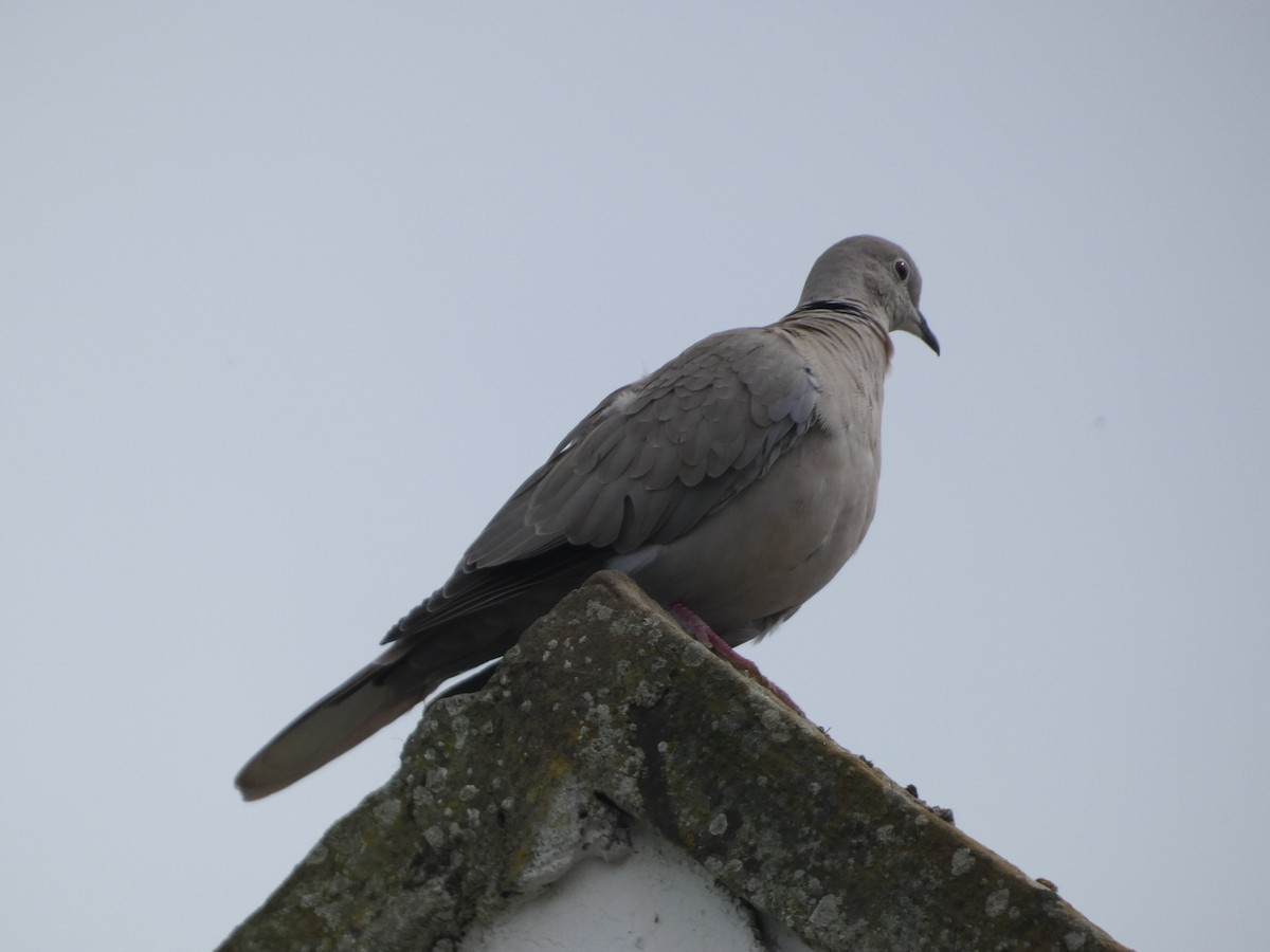 Eurasian Collared-Dove - ML618979065